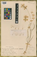 Lectotype of Hordeum secalinum Schreb. fo. intermedia Hauman [family POACEAE]