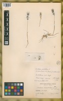 Isotype of Hordeum jubatum L. fo. violaceum Kuntze [family POACEAE]