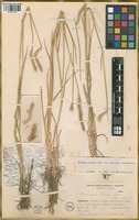 Filed as Hordeum parodii Covas var. araucanum Parodi ex Nicora [family POACEAE]