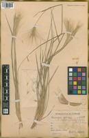Filed as Hordeum lechleri (Steud.) Schenck [family POACEAE]