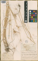 Filed as Hordeum lechleri (Steud.) Schenck [family POACEAE]