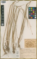 Filed as Hordeum procerum Nevski [family POACEAE]
