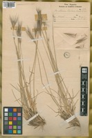 Paratype of Hordeum comosum J. Presl var. bifidum Parodi ex Nicora [family POACEAE]