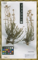 Holotype of Senecio varvarcensis Cabrera var. pinnatus Tortosa & Adr. Bartoli [family ASTERACEAE]