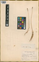 Paratype of Hordeum chilense Roem. & Schult. var. magellanicum Parodi ex Nicora [family POACEAE]