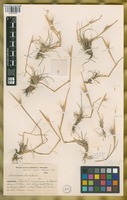 Filed as Hordeum lechleri (Steud.) Schenck [family POACEAE]