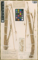 Filed as Hordeum procerum Nevski [family POACEAE]