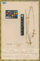Isotype of Hordeum compressum Griseb. var. superatum Hack. [family POACEAE]