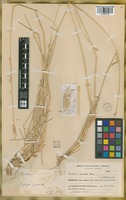 Filed as Hordeum parodii Covas [family POACEAE]