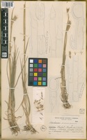 Paratype of Hordeum parodii Covas var. araucanum Parodi ex Nicora [family POACEAE]