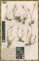 Filed as Hordeum lechleri (Steud.) Schenck [family POACEAE]