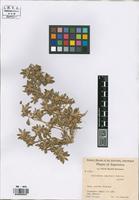 Isotype of Guilleminea chacoënsis Pedersen [family AMARHANTACEAE]
