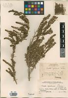 Type of Suaeda argentinensis Soriano, A. [family CHENOPODIACEAE]