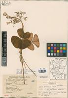 Isotype of Oxalis venturiana R. Knuth. [family OXALIDACEAE]
