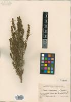 Type of Suaeda argentinensis Soriano, A. [family CHENOPODIACEAE]