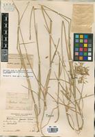 Holotype of Hordeum parodii Covas [family POACEAE]