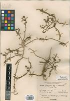 Type of Suaeda patagonica Speg. var. crassiuscula Soriano, A. [family CHENOPODIACEAE]