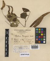 Erythrina dominguezii Hassl. [family FABACEAE]
