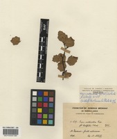 Nothofagus antarctica (G. Forst.) Oerst. [family NOTHOFAGACEAE]