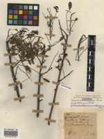 Cascaronia astragalina Griseb. [family FABACEAE]