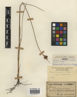 Juncus uruguensis Griseb. [family JUNCACEAE]