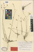 Type of Linum munbyanum Boiss. & Reut. var. tenuifolium Pau & Font Quer [family LINACEAE]