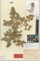 Type of Ononis gamiri Sennen & Mauricio [family LEGUMINOSAE-PAPILIONOIDEAE]