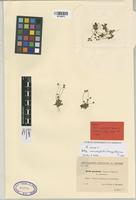 Type of Bellis paschalis Sennen & Mauricio [family COMPOSITAE]