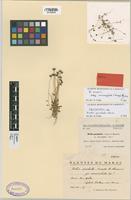 Lectotype of Bellis paschalis Sennen & Mauricio [family COMPOSITAE]