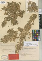 Type of Ononis gamiri Sennen & Mauricio [family LEGUMINOSAE-PAPILIONOIDEAE]