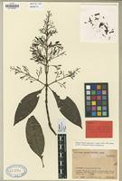 Type of Palicourea prolata Standl. ex Steyerm. [family RUBIACEAE]