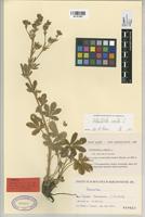 Type of Potentilla hirta L. var. afra Pau & Font Quer [family ROSACEAE]