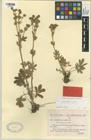 Type of Potentilla hirta L. var. afra Pau & Font Quer [family ROSACEAE]