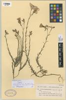 Type of Linum narbonense L. var. afrum Pau et Font Quer [family LINACEAE]