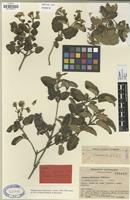 Type of Gynoxys sancti-antonii Cuatrec. [family COMPOSITAE]