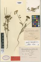 Type of Daucus mauritii Sennen [family UMBELLIFERAE]