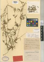 Type of Vicia basilei Sennen & Mauricio [family LEGUMINOSAE-PAPILIONOIDEAE]