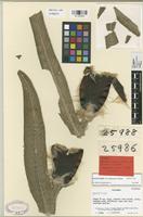 Paratype of Espeletia killipii Cuatrec. var. chiscana Cuatrec. [family COMPOSITAE]