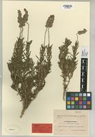 Type of Lavandula dentata L. f. multibracteolata Sennen [family LABIATAE]