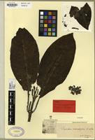 Type of Psychotria macrophylla Ruiz & Pav. [family RUBIACEAE]