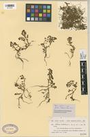 Filed as Peplis portula L. var. fradinii (Pomel) Pau & Font Quer [family LYTHRACEAE]