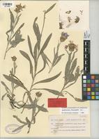 Type of Centaurea variegata Lam. var. decurrentifolia Pau [family COMPOSITAE]