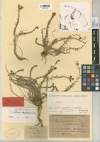 Type of Linum austriacum L. subsp. gomaricum Font Quer [family LINACEAE]