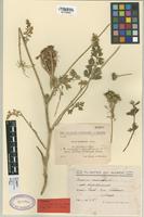 Type of Daucus hispidissimus Sennen [family UMBELLIFERAE]