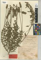 Type of Lavandula dentata L. f. pinnatilobulata Sennen [family LABIATAE]