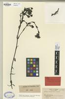 Isotype of Gentiana cocuyana Cuatrec. [family GENTIANACEAE]
