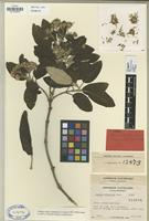 Type of Gynoxys subcinerea Cuatrec. [family COMPOSITAE]