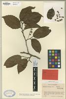 Isotype of Homalium mituense Cuatrec. [family FLACOURTIACEAE]