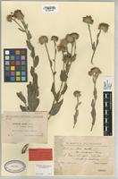 Type of Pulicaria odora (L.) Rchb. var. bombycina Sennen [family COMPOSITAE]