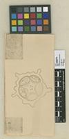 Photographs, b / w positive illustrations, printed drawings of different species of Theobroma.